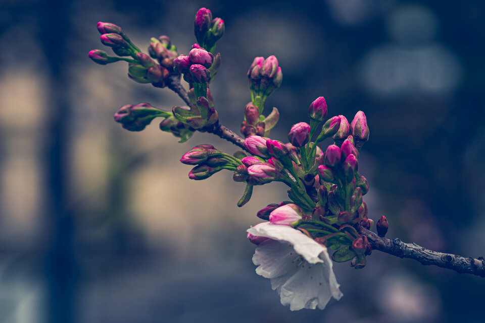 Wiosennie 5 - mystic