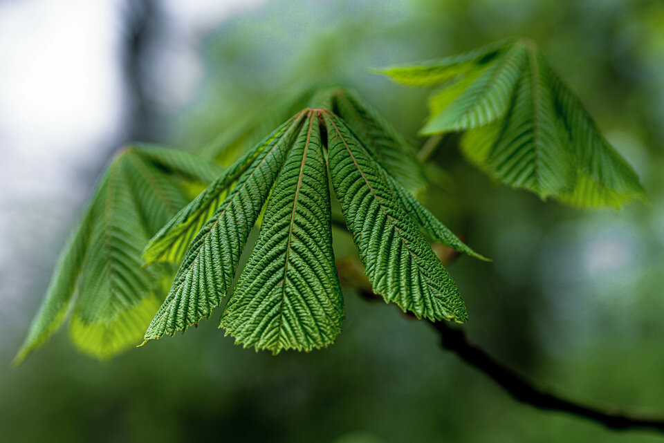 Wiosennie 1 - mystic