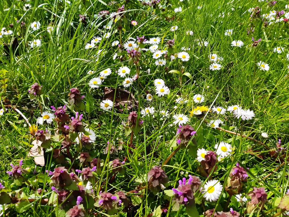 20210506_124611.jpg - torii99