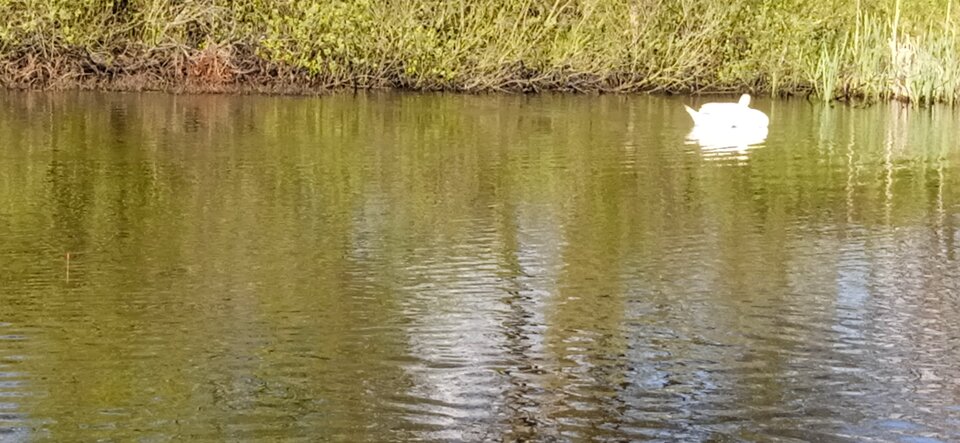 IMG_20210508_164320_1.jpg - Typek8