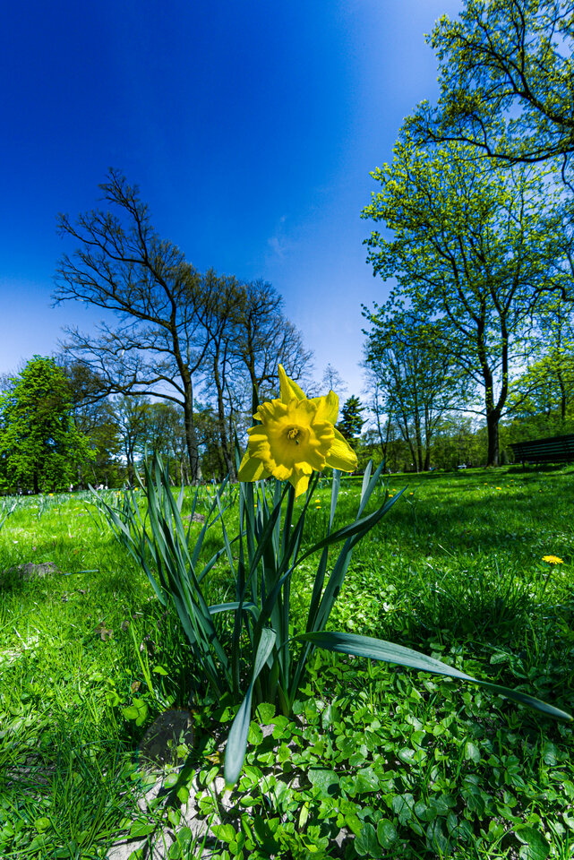 Bo kwiotek być musi ;) - mystic