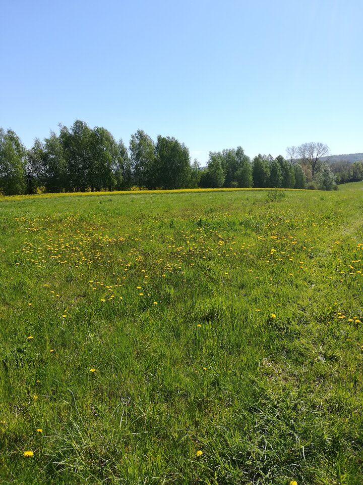 IMG_20210510_104259.jpg - wojtek198228