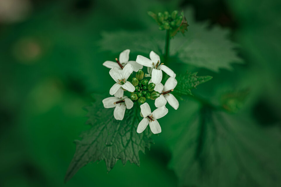 Białe na zielonym - mystic