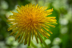 Zanim stanie się dmuchawcem