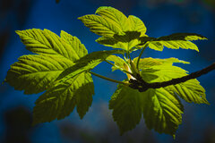 Zielone na niebieskim