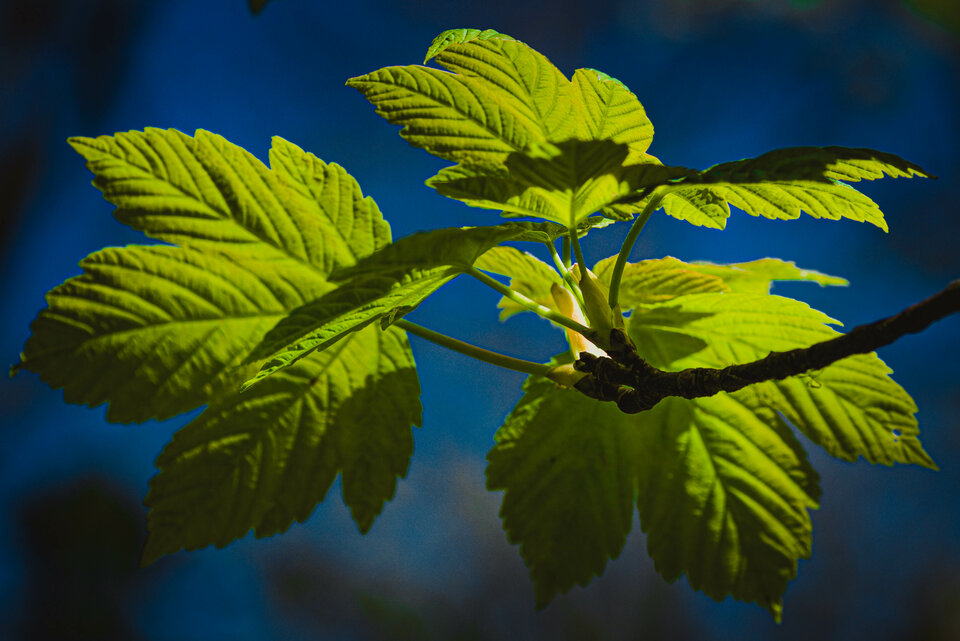 Zielone na niebieskim - mystic