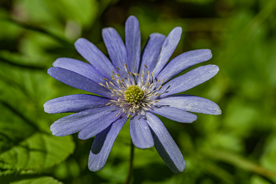 Fiolet na zielonym - mystic