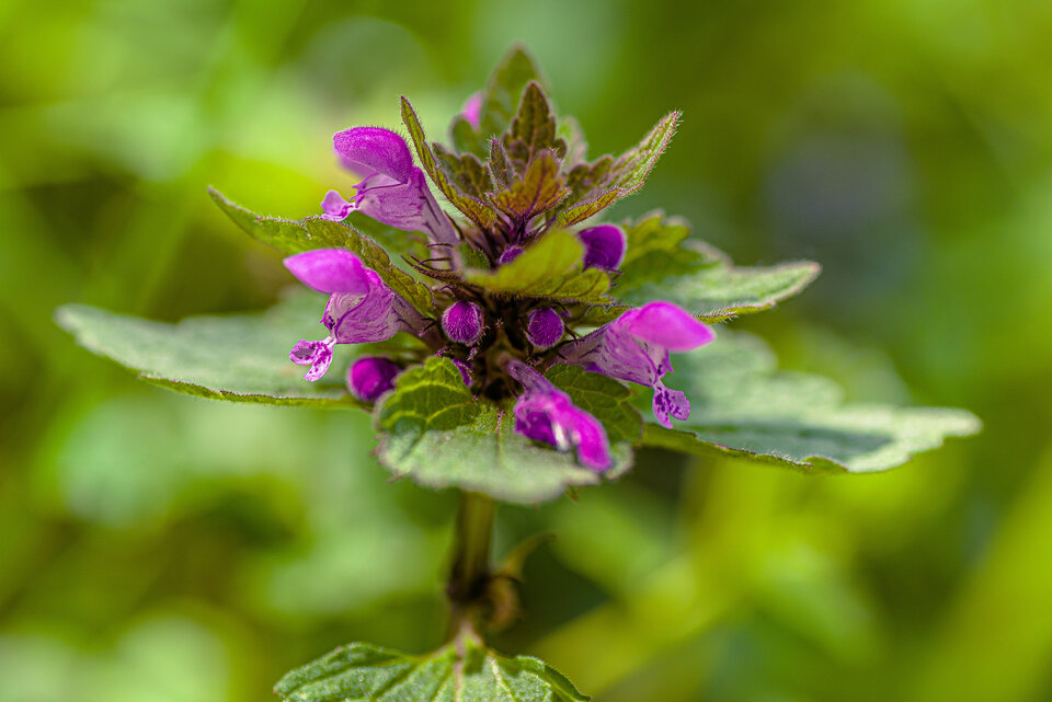 Na szczycie - mystic