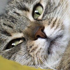 Od dziś tylko koty, drzewa i jedzenie. No i książki 🤟