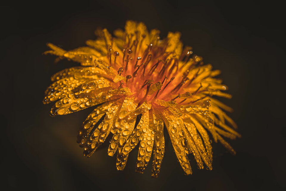 Kwiatowy portret - mystic