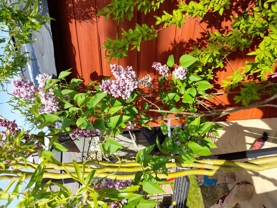 20210512_163824.jpg - adamm19777