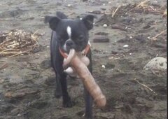 Przyznać się która zgubiła ? Mój pies znalazł 😂😂😂