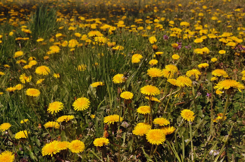 DSC_5570.JPG - demon13