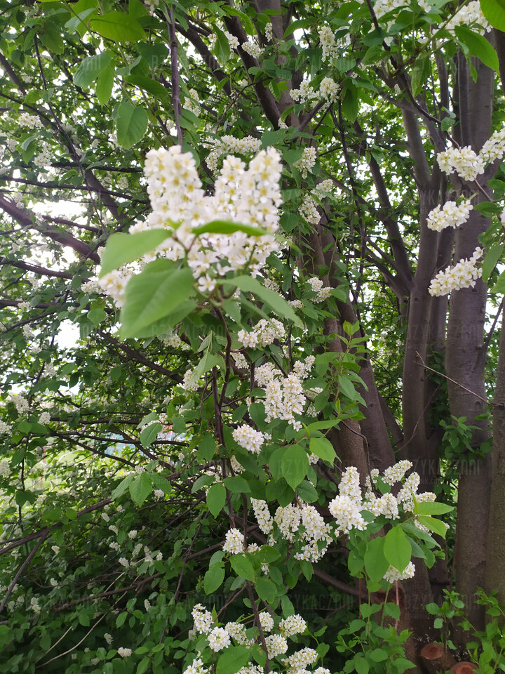 Wiosna2.jpg - BzykaczNNI