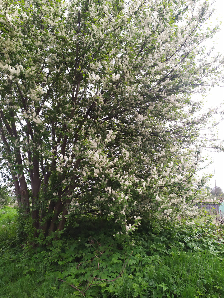 Wiosna1.jpg - BzykaczNNI