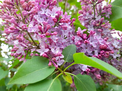 20210518_110340.jpg
