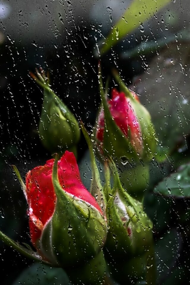 majowy deszcz - phenisex