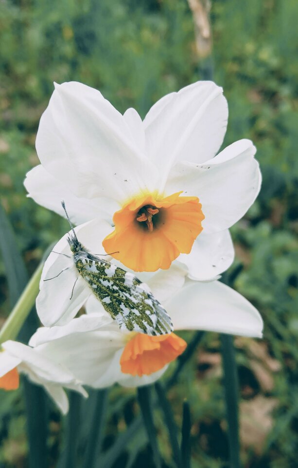 IMAG6130.jpg - mazi39