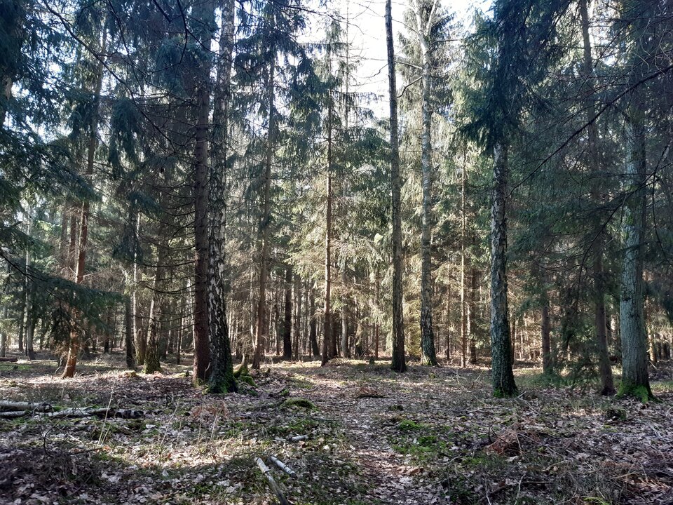 20210222_112216.jpg - torii99