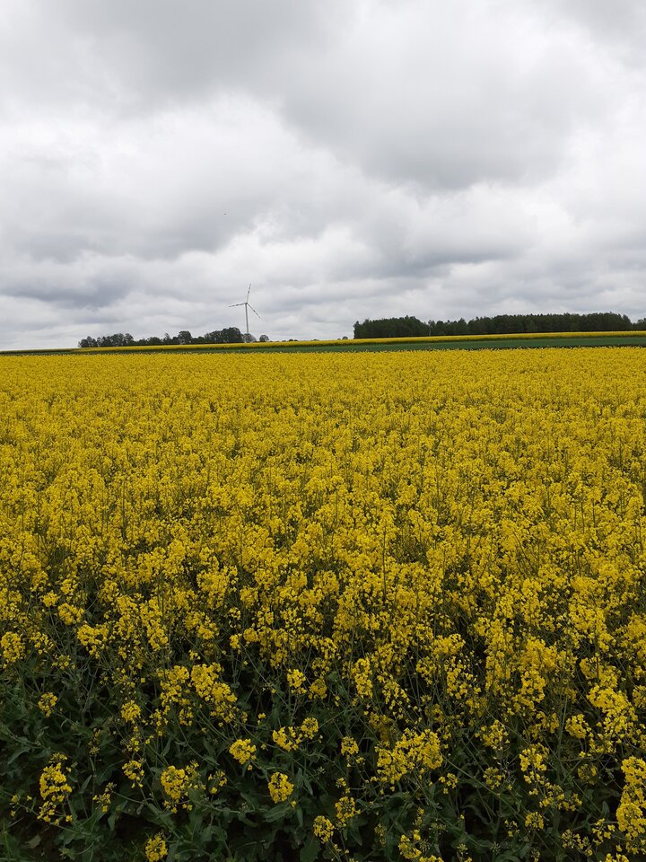 20210522_120753.jpg - hypns