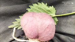 IMG_20210524_185106.jpg