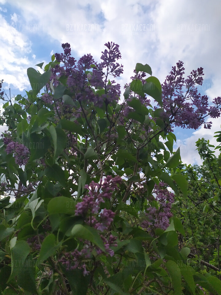 Ah te pachnące bzy...a może bzykanko. Ha, ha. - BzykaczNNI