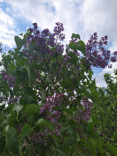 Ah te pachnące bzy...a może bzykanko. Ha, ha.