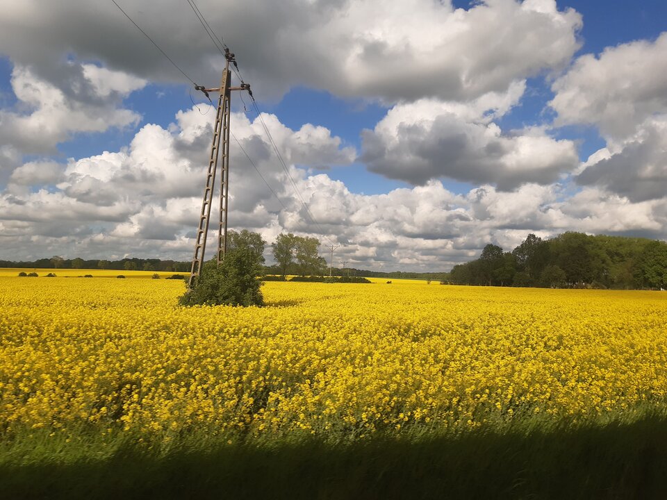 20210528_180115.jpg - torii99