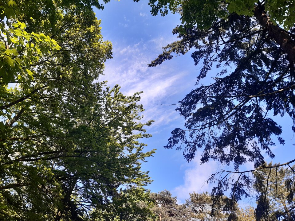 20210528_161652.jpg - torii99