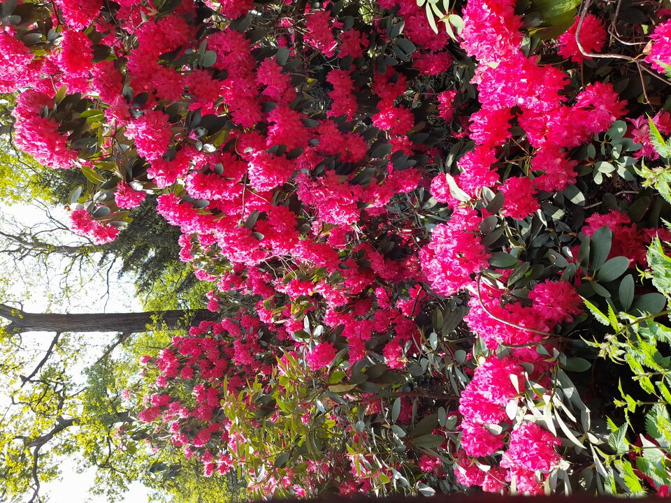 20210529_153323.jpg - adamm19777