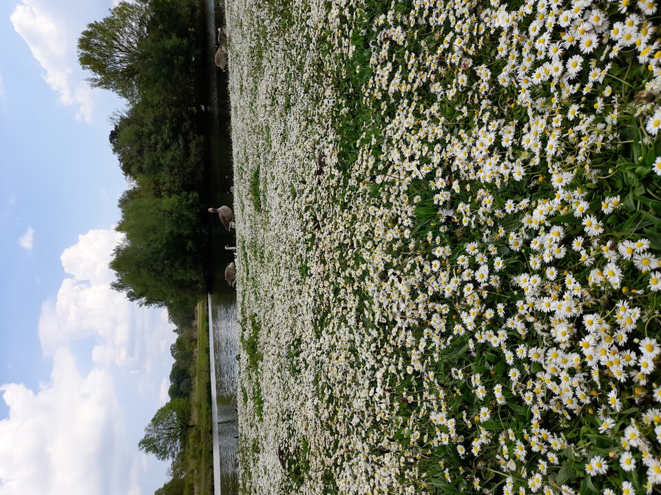 20210529_151103.jpg - adamm19777