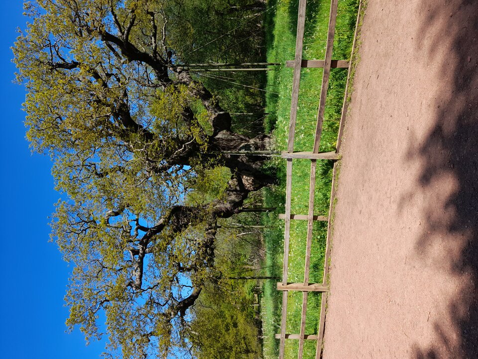 20210530_110818.jpg - adamm19777