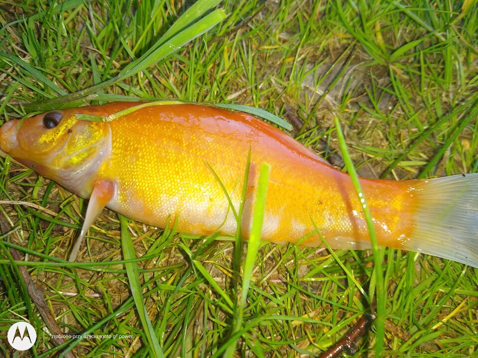 IMG_20210530_181903776.jpg - rafi07