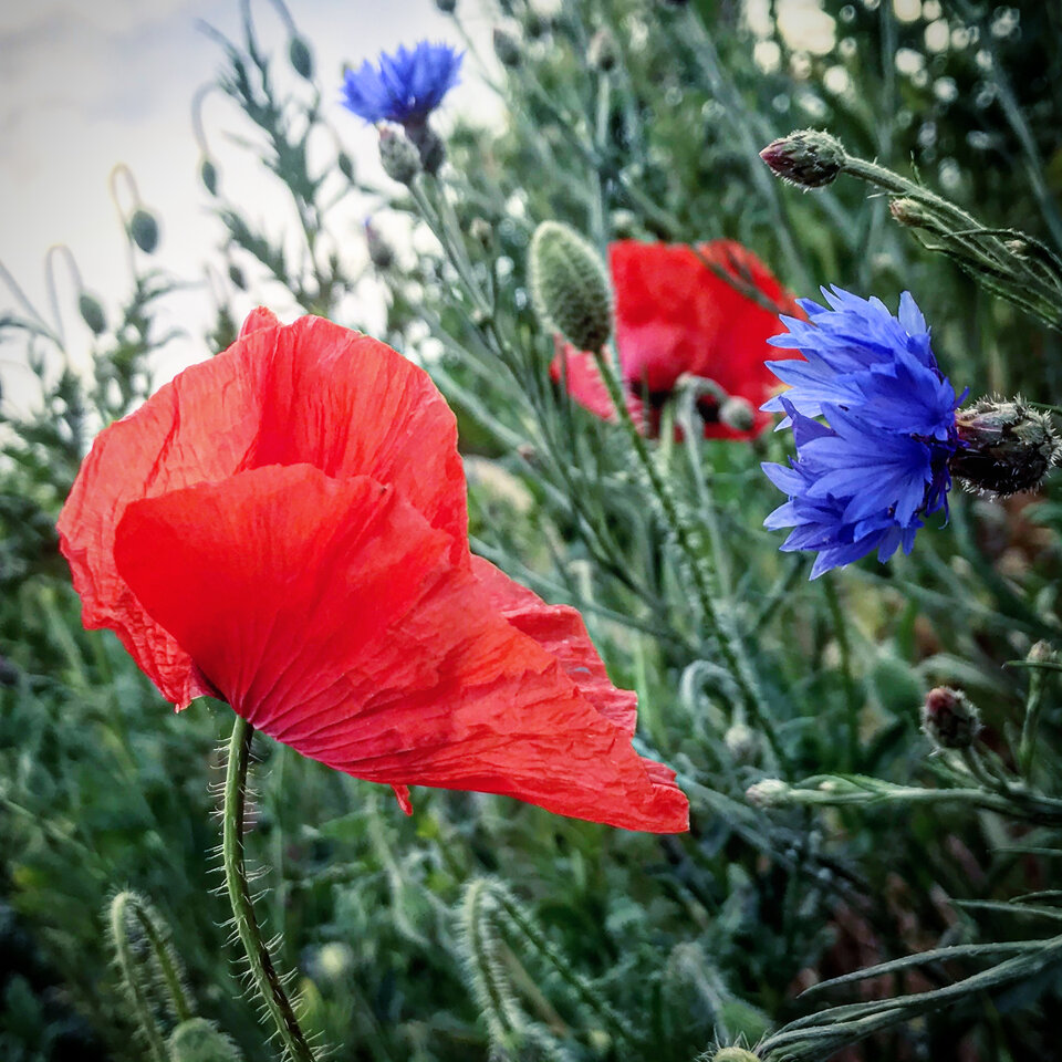 B1D7ED9A-56AC-4288-AB04-2F771AF46600.jpeg - Mekagojiranogyakushu