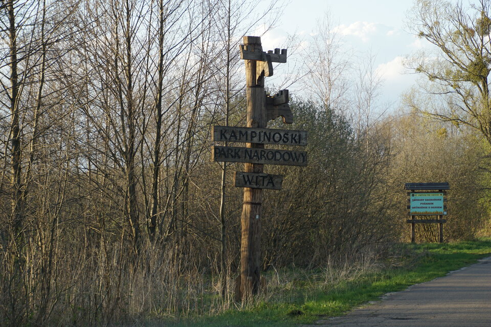 DSC09142.JPG - dziki42