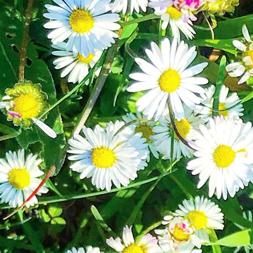 41814A72-DAD5-40FF-822D-76B718761CE1.jpeg - Mekagojiranogyakushu