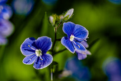 Malutkie - fajniutkie