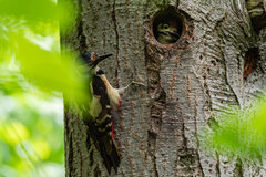 Młody, nieśmiały ;)