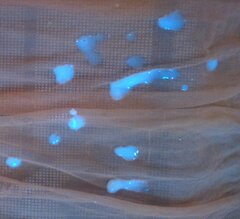 dzisiejsza gęsta sperma.JPG