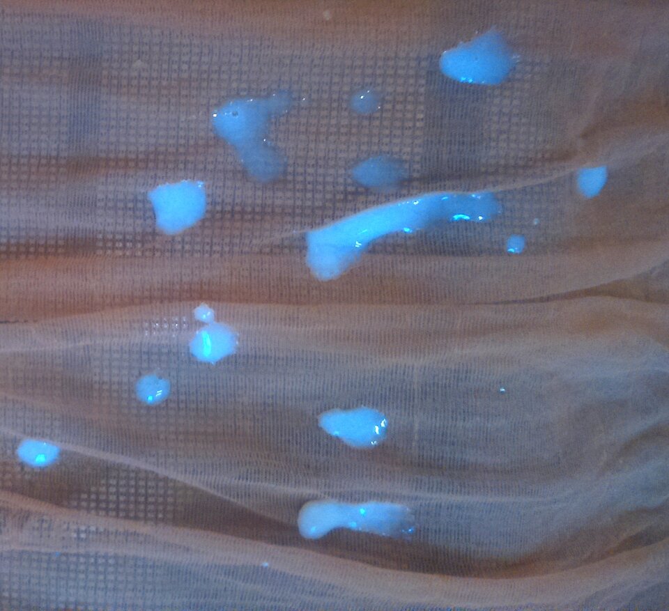 dzisiejsza gęsta sperma.JPG - bimota