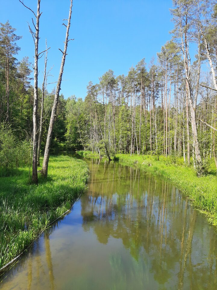 20210606_095629.jpg - dino8