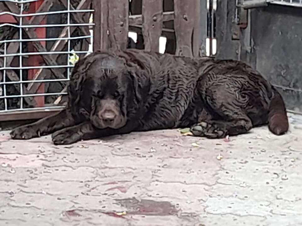 20210604_100654.jpg - bears64