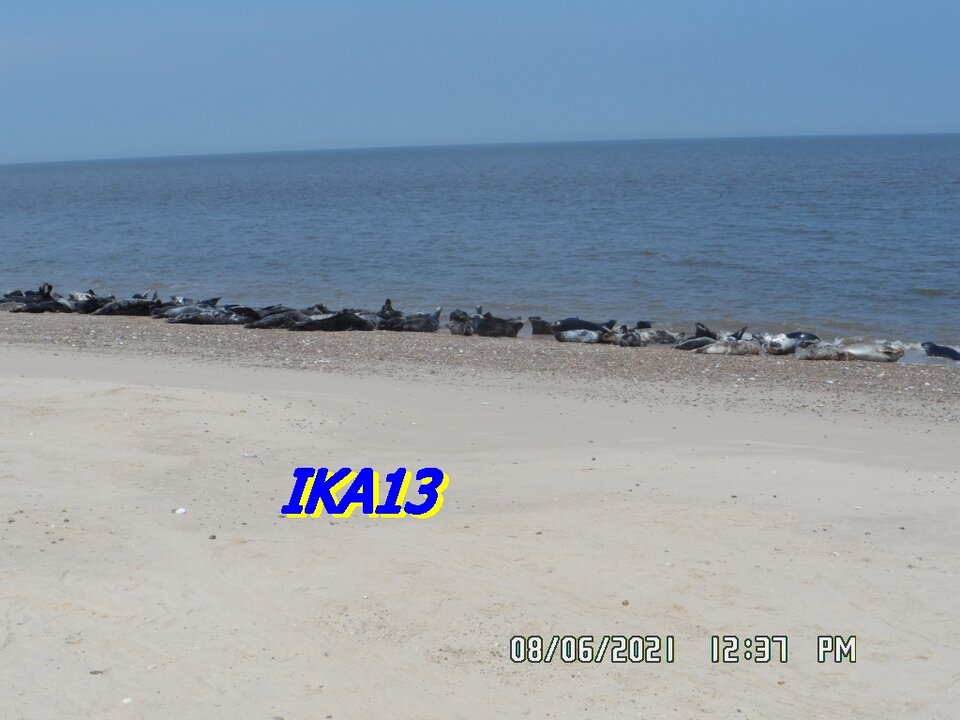 SAM_3457.JPG - ika13