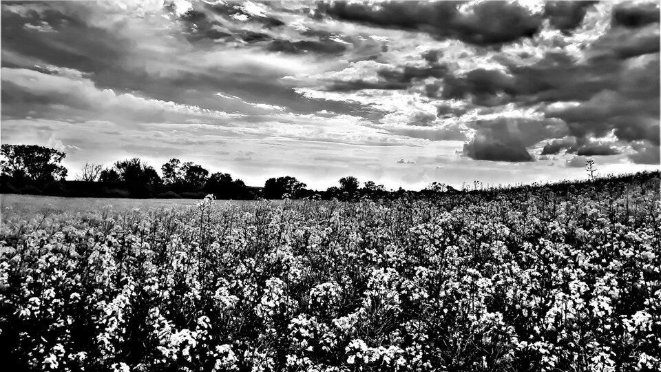 20210604_165337.jpg - Roscoo