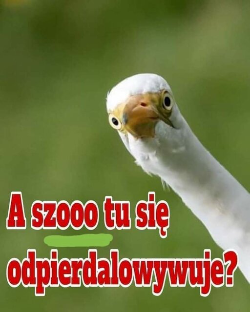 FB_IMG_1623416450171.jpg - Kulfon_i_Monika