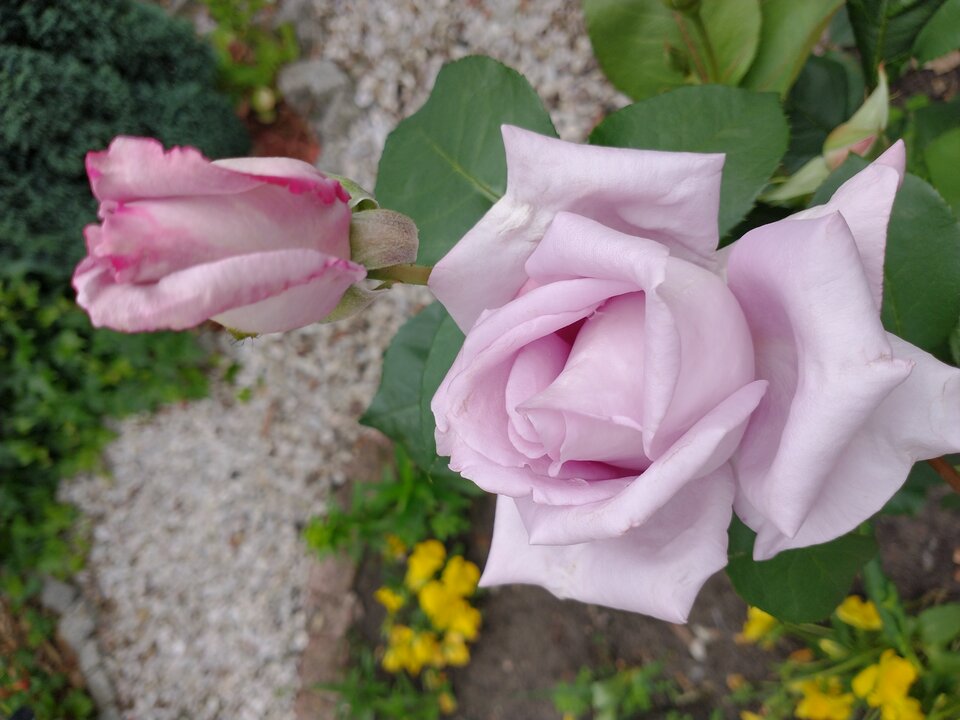 IMG_20210613_125254598.jpg - WhiteWoman