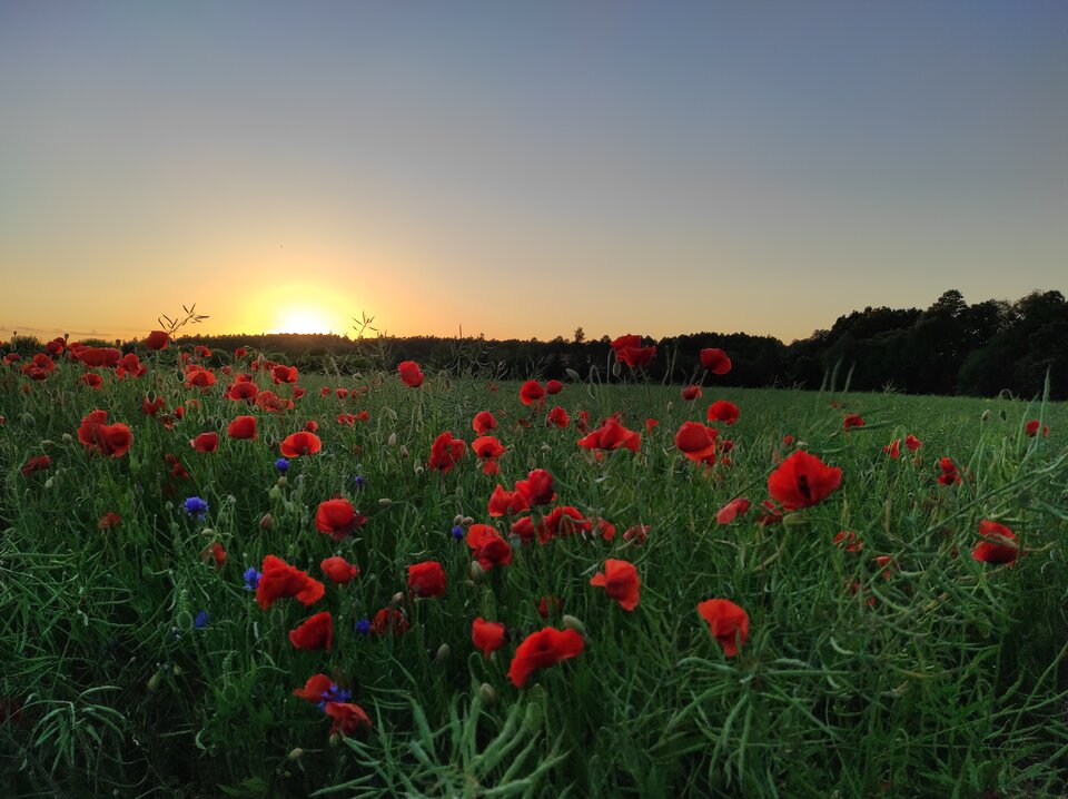 IMG_20210613_204948.jpg - EkstraktPrzyjemnosci