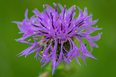 Fioletowo na zielonym