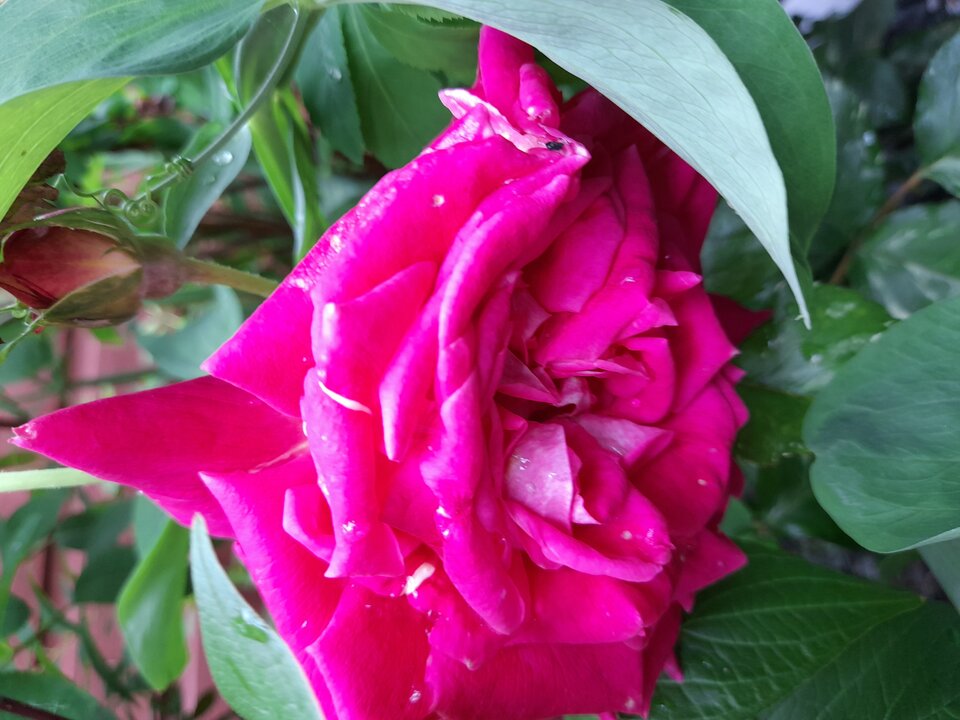 20210619_173525.jpg - adamm19777