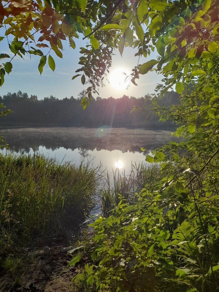 20210621_060224.jpg - Ambrozja2